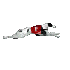 Greyhound Racing